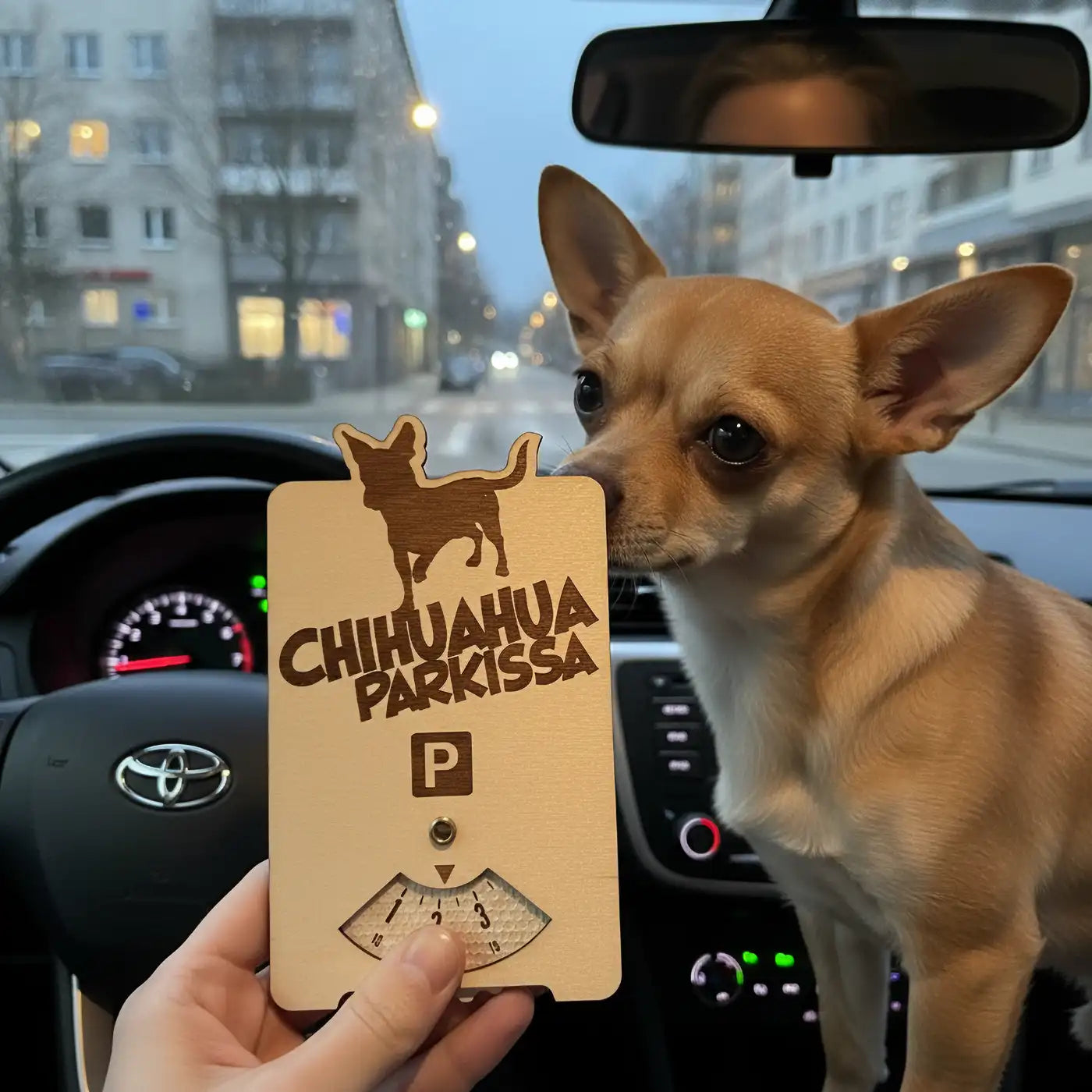 Chihuahua-koira